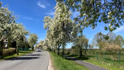 Mai-Blütenmeer bei Wokuhl: Alleen in voller Pracht