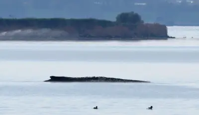Minister genehmigt spektakulären Rettungsversuch für gestrandeten Buckelwal bei Wismar