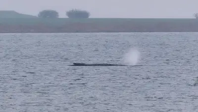 Münchner Eisbachsurferin wollte gestrandeten Ostsee-Wal besuchen – Polizei stoppte sie