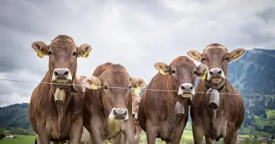 Münchner Forscher: Methan-Reduktion ist die Klima-Notbremse