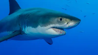 Mythos vom Killerfisch: Diese Haie schwimmen im Mittelmeer
