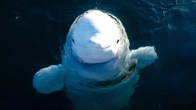 Nach Timmy: Belugawal in der Ostsee gesichtet – Seltenes Ereignis an deutsch-dänischer Grenze