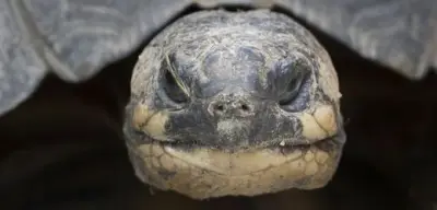 Neandertaler in Sachsen-Anhalt nutzten Schildkrötenpanzer als Werkzeuge