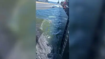 Neue Aufnahmen von Timmy: Tierärztin zeigt Reisebett auf Barge