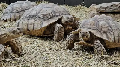 Neue Erlebnisführungen im Ascherslebener Zoo: Tiere entdecken