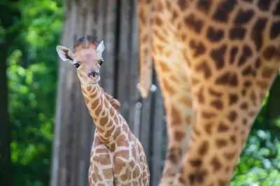 Neue Kordofan-Giraffe „Vizuri“ im Berliner Zoo eingetroffen – Weitere Artgenossen folgen