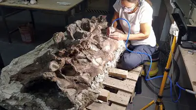 Neuer Langhalssaurier in Patagonien entdeckt: Schafhirte findet 155 Millionen Jahre alte Fossilien