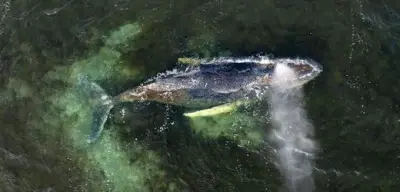 Neuer Rettungsversuch für gestrandeten Wal vor Poel: Luftkissen als letzte Hoffnung?
