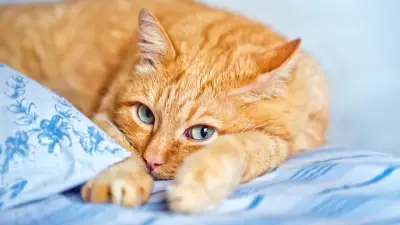 Niereninsuffizienz bei Katzen: Die schleichende Gefahr erkennen und handeln