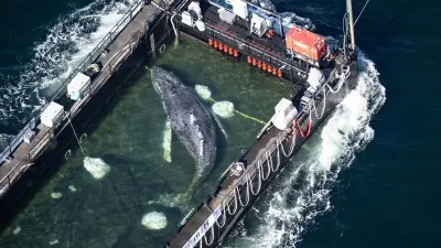 Poel atmet auf: Wal Timmy endlich weg – „Freie Parkplätze“