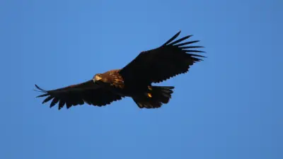 Premierenfahrt auf der Peene: Seeadler-Beobachtung bei Abendtour mit Naturführer