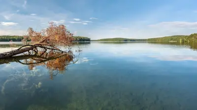 Quietschbäuche in akuter Gefahr: Zwei einzigartige Fischarten kurz vor dem Aussterben