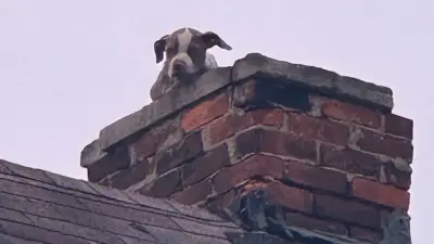 Rettungsaktion in luftiger Höhe: Welpe auf einsturzgefährdetem Schornstein gerettet