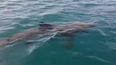 Riesenhai vor französischem Badeort gesichtet – 10 Meter langer Koloss