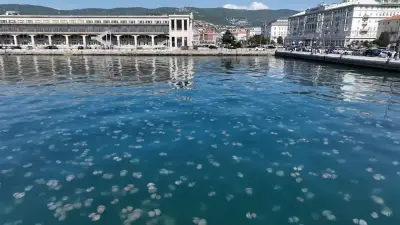 Riesiger Quallen-Teppich vor Italiens Küste im Golf von Triest