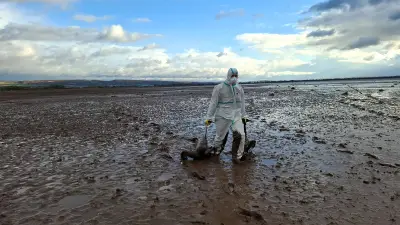 Sachsen-Anhalts Landkreise suchen gemeinsam nach neuer Lösung für Tierkörperentsorgung