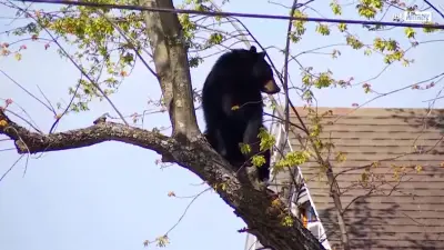 Schwarzbär verirrt sich in Wohngebiet und sitzt stundenlang auf Baum