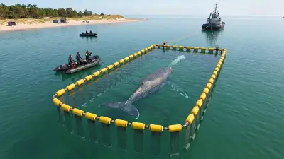 Schweizer Plan zur Rettung von Buckelwal Timmy vorgelegt