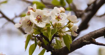 Sensation in München: Ur-Birne auf Biotopflächen entdeckt