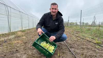 Spargelsaison in Rackith gestartet: Grüner Spargel erobert die Region im Sturm
