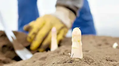 Spargelsaison in Sachsen-Anhalt startet: Preise überraschend stabil trotz Mindestlohnerhöhung