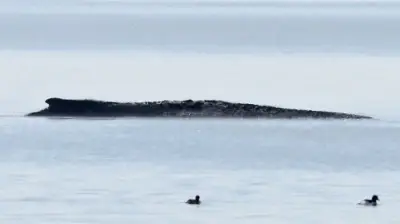 Spektakuläre Rettungsaktion für Ostsee-Wal: Privatinitiative erhält grünes Licht für Transport in den Atlantik