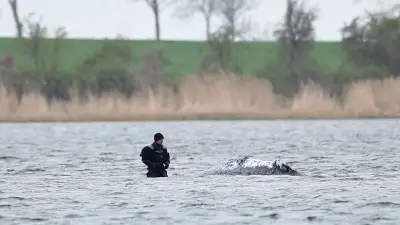 Streit um Ostsee-Wal: „Der soll zusehen, wie er zurechtkommt“