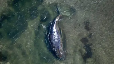 Tag 28 im Timmy-Drama: Rettungsaktion mit Stahlkonstruktion