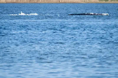 Tag der Entscheidung: Bergung des Buckelwals vor Poel steht bevor
