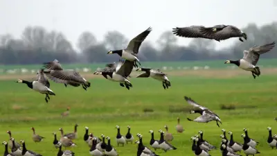 Tausende Meeresgänse erobern Vorpommern: Weißwangengänse zeigen spektakuläres Comeback