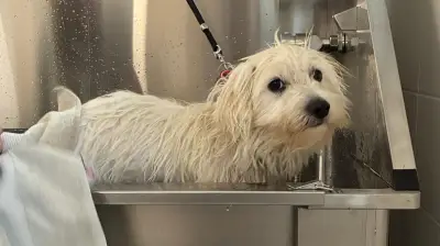Tierheim Laage: Neue Hundedusche für Hygiene und Wellness