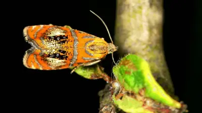 Tierischer Mitbewohner in Halle: Dieser Hingucker sucht Nahrung in Eicheln