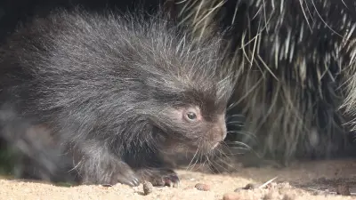 Tierischer Nachwuchs im Saalekreis: Baumstachler im Tierpark Petersberg sorgt für seltene Einblicke