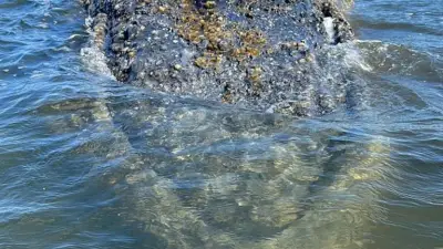 Timmys Hautleiden: Ein Blick in das traurige Gesicht eines kranken Jungen