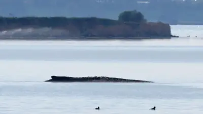 Totgeglaubter Wal vor Poel: Privatinitiative startet heute spektakulären Rettungsversuch