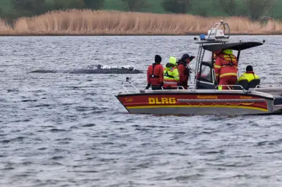 Transport des Buckelwals vor Poel soll am Dienstag starten