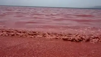 Trauriges Naturphänomen: Leichenteppich färbt Strand im Oman pink