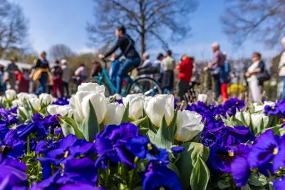 Tulpenfest in Luckau: Farbenmeer und Trachten zum Stadtjubiläum in Brandenburg