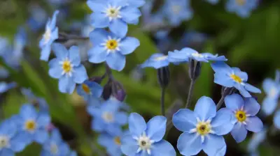 Vergissmeinnicht-Pflanzaktion in Mecklenburg-Vorpommern: Symbol gegen Demenz