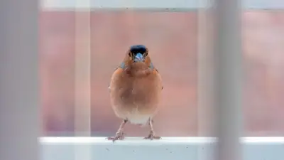 Vogel gegen Scheibe geflogen: So helfen Sie richtig