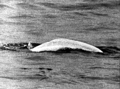 Vor 60 Jahren: Belugawal Moby Dick im Rhein