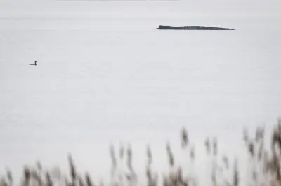 Wal-Drama vor Poel: Warum Experten-Konsens zu Hass und Verschwörungsideen führt