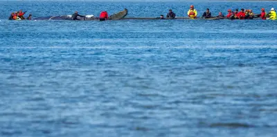 Wal-Geldgeber Gunz nach erfolgreicher Aktion: „Nie so viel gebetet“