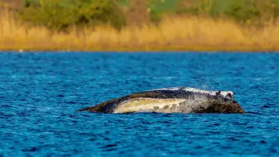 Wal-Rettung in der Ostsee: Zweite Helferin tritt zurück – Timmys Schicksal ungewiss