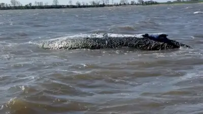 Wal Timmy in der Bucht vor Poel: Gesundheitszustand unklar, Rettungsversuche laufen