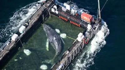 Wal Timmy reist im Badeschiff mit: So schwimmt er mit