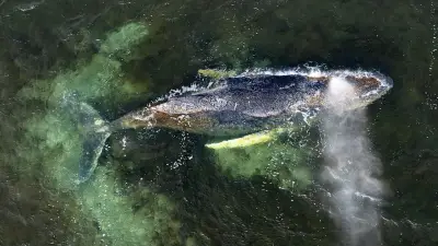 Wal Timmy weiter in Not: Rettungsdebatte spaltet Leser und Experten in Mecklenburg-Vorpommern