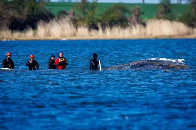 Walrettung vor Poel: Niedriger Wasserstand erschwert Rettungsbemühungen für gestrandeten Buckelwal