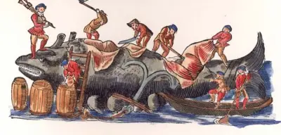 Walstrandungen im Mittelalter: Warum Kadaver begehrt waren