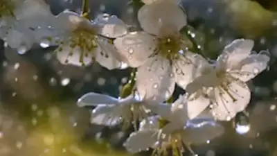 Warum Regen so gut riecht: Die geheime Duft-Regel der Natur